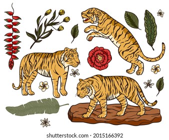 Tiger cartoon tropical vector set. Jungle safari wildlife exotic cartoon illustration. Tropical mammal animal wild vector collection.