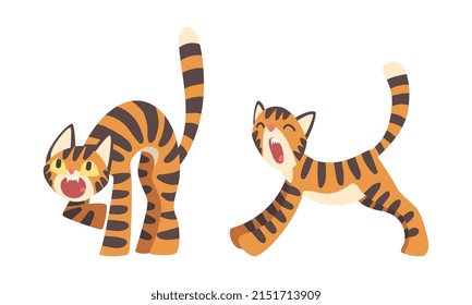 Tiger Character with Orange Fur and Black Stripes Yawning and Roaring Vector Illustration Set