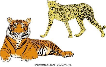tiger and cheetah drawn with ink from the hands of a predator tattoo 