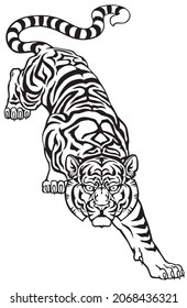 Tiger climbing down and Big cat eyes looking straight. Isolated front view image. Black and white Tattoo style vector illustration