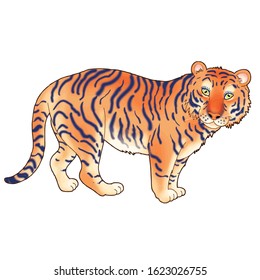 Tiger colour illustration, Vector design, 