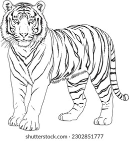 A Tiger, a colouring book for kids, easy to colour, vector illustration, Vector, Annimals