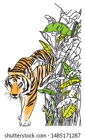 The tiger comes out of the thicket. Indian tiger in a thicket of banana palm trees.