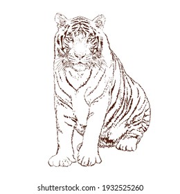 Tiger. Contour graphics on an isolated white background. Vector hand drawn illustration.
