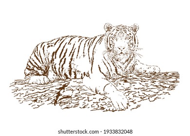 Tiger. Contour graphics on an isolated white background. Vector hand drawn illustration.
