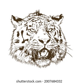 Tiger. Contour graphics on an isolated white background. Vector hand drawn illustration.
