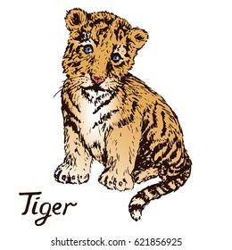 Tiger cub, hand drawn doodle color sketch in pop art style, vector illustration