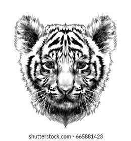 tiger cub head sketch vector graphics black and white drawing