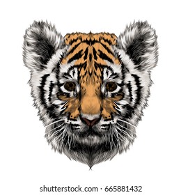 tiger cub head sketch vector graphics color picture