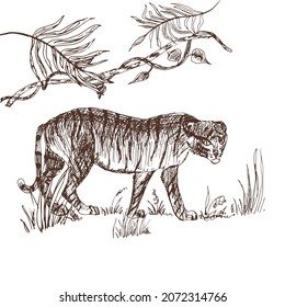 Tiger, tiger cub. Predator with stripes. Vector hand-drawn illustration.