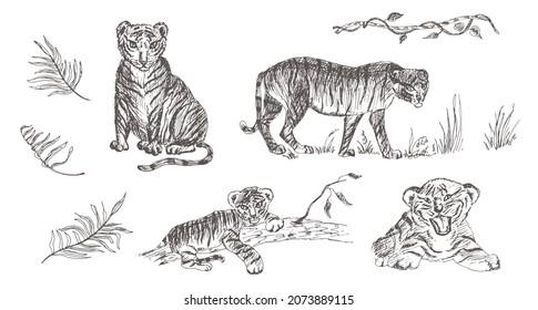 Tiger, tiger cub. Predator with stripes. Vector hand-drawn illustration.