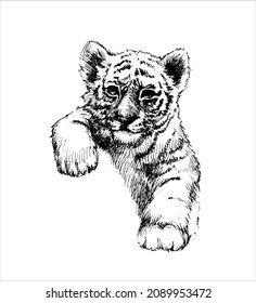 Tiger cub. Sketch. Vector illustration