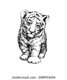 Tiger cub. Sketch. Vector illustration