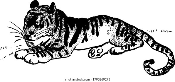 A tiger with dark vertical stripes on reddish-orange fur with a lighter underside laying down, vintage line drawing or engraving illustration 