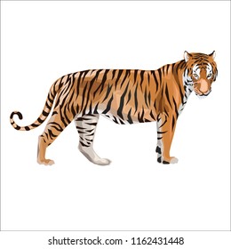 Tiger design vector illustration