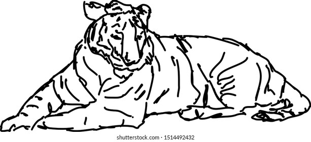 Tiger drawing, illustration, vector on white background.