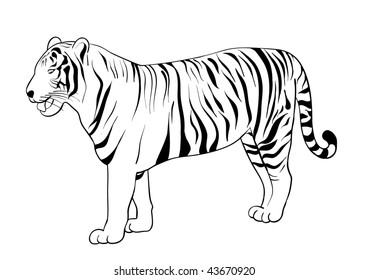 Tiger drawing isolated on the white.