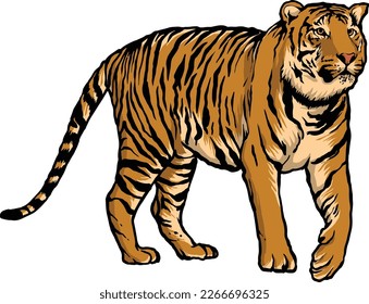 Tiger Drawings Animals wildlife Colorful Nature beauty
