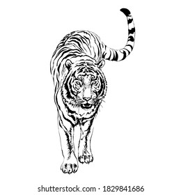 Tiger drawn by black ink. Vector illustration