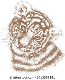 Tiger drawn by hand on a white background