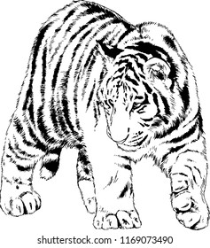 tiger drawn with ink from the hands of a predator tattoo