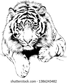 tiger drawn with ink from the hands of a predator tattoo logo