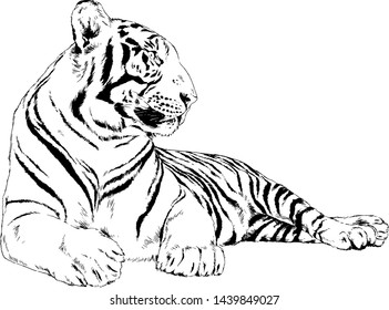 Tiger One Line Stock Vector (Royalty Free) 1082717492