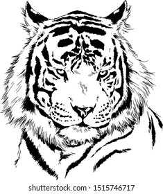tiger drawn with ink from the hands of a predator tattoo logo