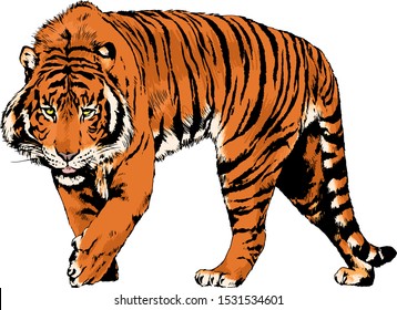 tiger drawn with ink from the hands of a predator tattoo logo