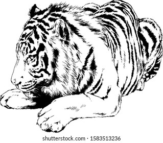 tiger drawn with ink from the hands of a predator tattoo logo