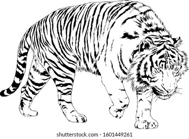 tiger drawn with ink from the hands of a predator tattoo logo