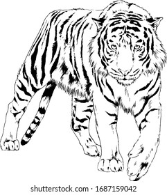 tiger drawn with ink from the hands of a predator tattoo logo