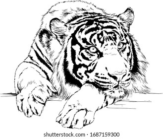 tiger drawn with ink from the hands of a predator tattoo logo