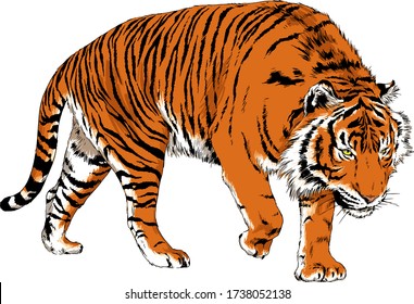 tiger drawn with ink from the hands of a predator tattoo logo