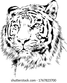 tiger drawn with ink from the hands of a predator tattoo logo