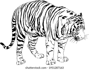 tiger drawn with ink from the hands of a predator tattoo 