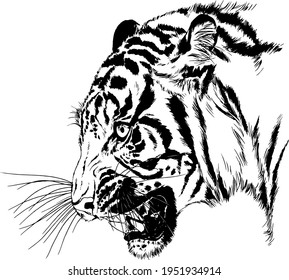 tiger drawn with ink from the hands of a predator tattoo 
