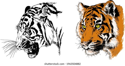 tiger drawn with ink from the hands of a predator tattoo 