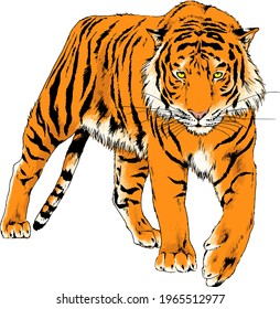 tiger drawn with ink from the hands of a predator tattoo 