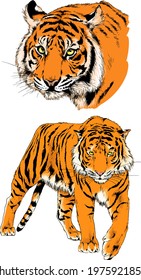 tiger drawn with ink from the hands of a predator tattoo 