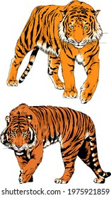 tiger drawn with ink from the hands of a predator tattoo 