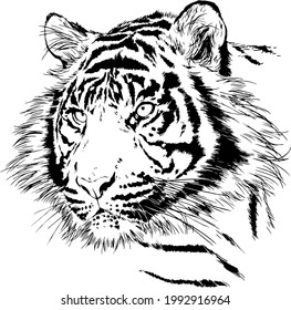 tiger drawn with ink from the hands of a predator tattoo 