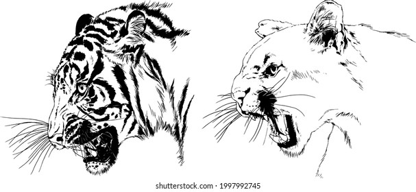 tiger drawn with ink from the hands of a predator tattoo 