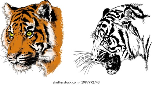 tiger drawn with ink from the hands of a predator tattoo 