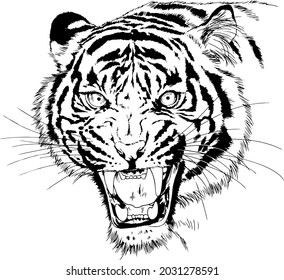 tiger drawn with ink from the hands of a predator tattoo 