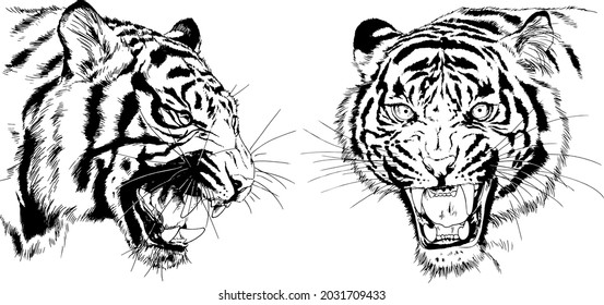 tiger drawn with ink from the hands of a predator tattoo 