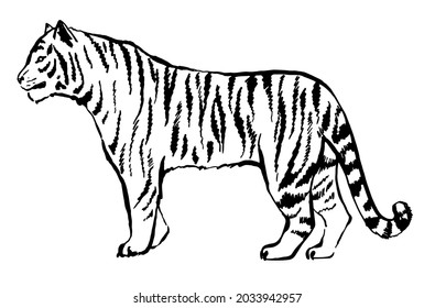 Tiger drawn with ink from the hands of a predator tattoo logo. Tiger goes isolated on white background. Vector tiger side view. Endangered animal