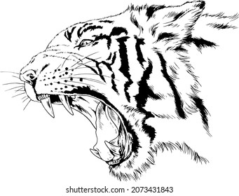 tiger drawn with ink from the hands of a predator tattoo 
