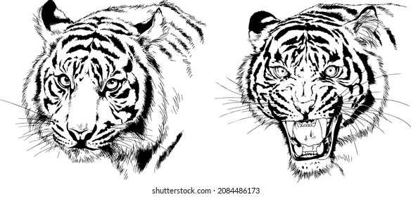 tiger drawn with ink from the hands of a predator tattoo 