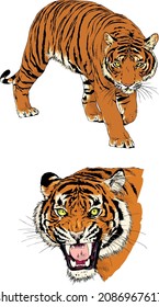 tiger drawn with ink from the hands of a predator tattoo 